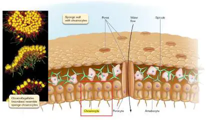 Figure from Chapter 20, Microbiology: An Evolving Science 6e