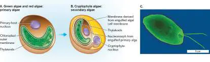Figure from Chapter 20, Microbiology: An Evolving Science 6e