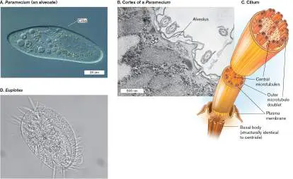 Figure from Chapter 20, Microbiology: An Evolving Science 6e
