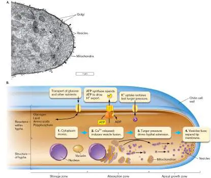 Figure from Chapter 20, Microbiology: An Evolving Science 6e