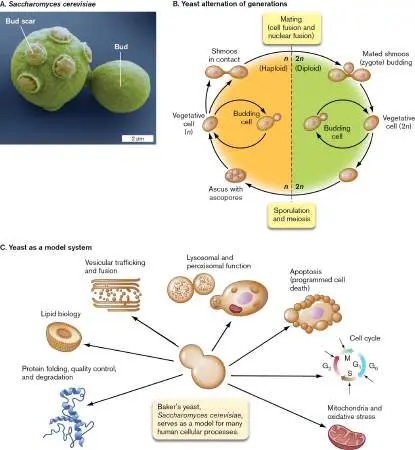 Figure from Chapter 20, Microbiology: An Evolving Science 6e