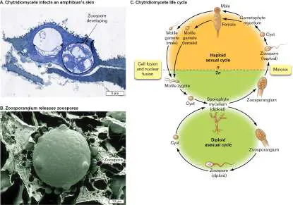 Figure from Chapter 20, Microbiology: An Evolving Science 6e