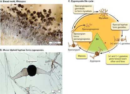 Figure from Chapter 20, Microbiology: An Evolving Science 6e