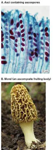 Figure from Chapter 20, Microbiology: An Evolving Science 6e
