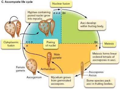 Figure from Chapter 20, Microbiology: An Evolving Science 6e
