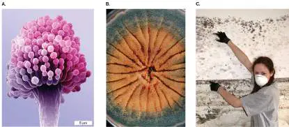 Figure from Chapter 20, Microbiology: An Evolving Science 6e