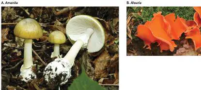 Figure from Chapter 20, Microbiology: An Evolving Science 6e