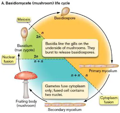Figure from Chapter 20, Microbiology: An Evolving Science 6e