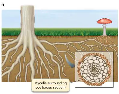 Figure from Chapter 20, Microbiology: An Evolving Science 6e