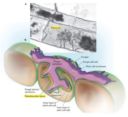 Figure from Chapter 20, Microbiology: An Evolving Science 6e
