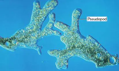 Figure from Chapter 20, Microbiology: An Evolving Science 6e