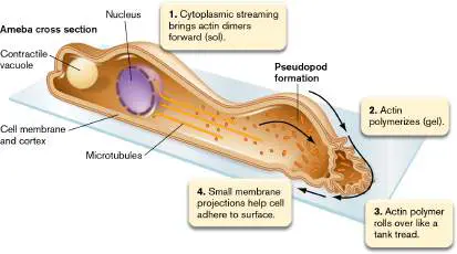 Figure from Chapter 20, Microbiology: An Evolving Science 6e