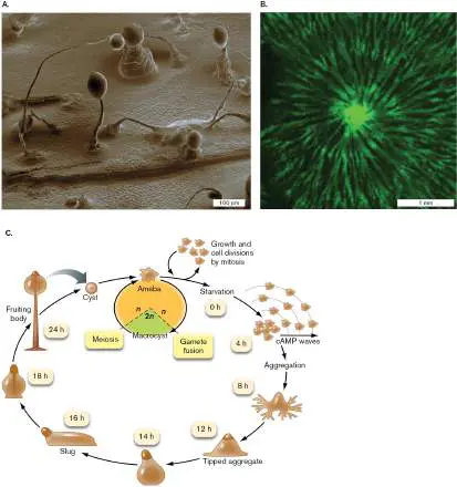 Figure from Chapter 20, Microbiology: An Evolving Science 6e