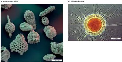 Figure from Chapter 20, Microbiology: An Evolving Science 6e