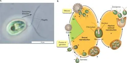 Figure from Chapter 20, Microbiology: An Evolving Science 6e