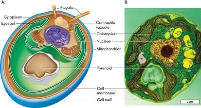 Figure from Chapter 20, Microbiology: An Evolving Science 6e