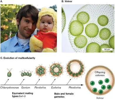 Figure from Chapter 20, Microbiology: An Evolving Science 6e