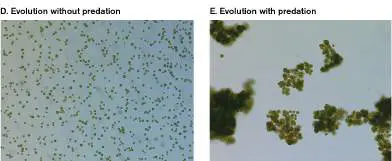Figure from Chapter 20, Microbiology: An Evolving Science 6e