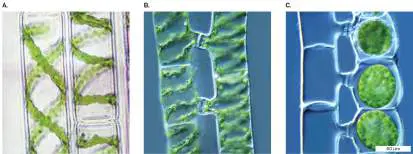 Figure from Chapter 20, Microbiology: An Evolving Science 6e