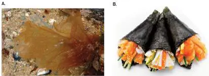 Figure from Chapter 20, Microbiology: An Evolving Science 6e