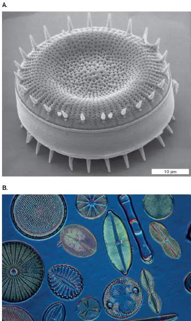 Figure from Chapter 20, Microbiology: An Evolving Science 6e