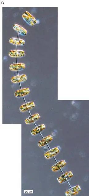 Figure from Chapter 20, Microbiology: An Evolving Science 6e