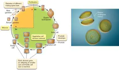 Figure from Chapter 20, Microbiology: An Evolving Science 6e