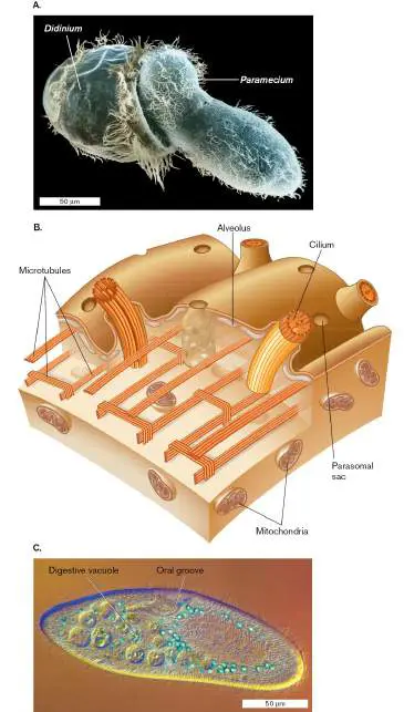 Figure from Chapter 20, Microbiology: An Evolving Science 6e