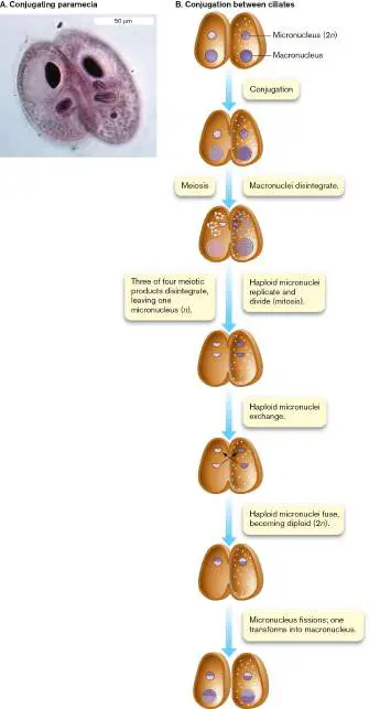 Figure from Chapter 20, Microbiology: An Evolving Science 6e