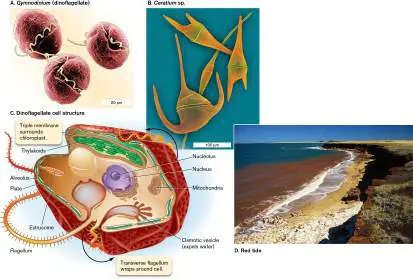 Figure from Chapter 20, Microbiology: An Evolving Science 6e