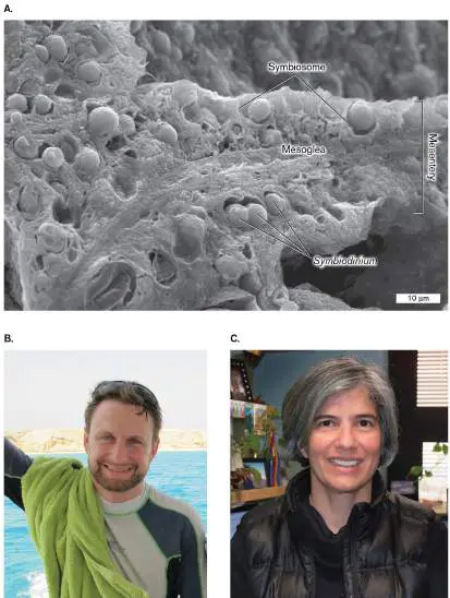 Figure from Chapter 20, Microbiology: An Evolving Science 6e
