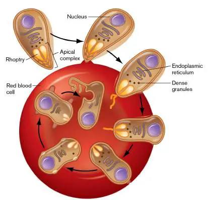 Figure from Chapter 20, Microbiology: An Evolving Science 6e