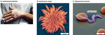 Figure from Chapter 20, Microbiology: An Evolving Science 6e