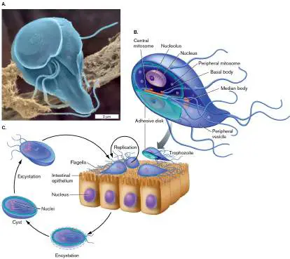 Figure from Chapter 20, Microbiology: An Evolving Science 6e