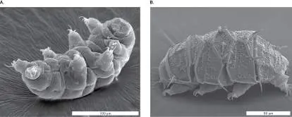 Figure from Chapter 20, Microbiology: An Evolving Science 6e