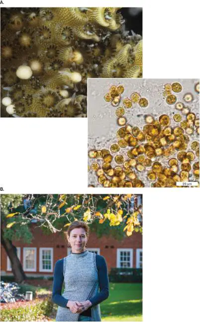 Figure from Chapter 20, Microbiology: An Evolving Science 6e