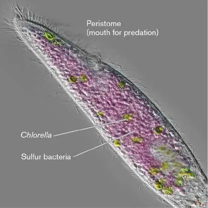 Figure from Chapter 21, Microbiology: An Evolving Science 6e