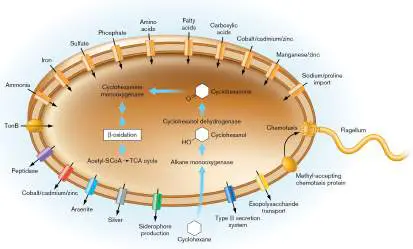 Figure from Chapter 21, Microbiology: An Evolving Science 6e