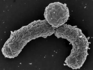 Figure from Chapter 21, Microbiology: An Evolving Science 6e