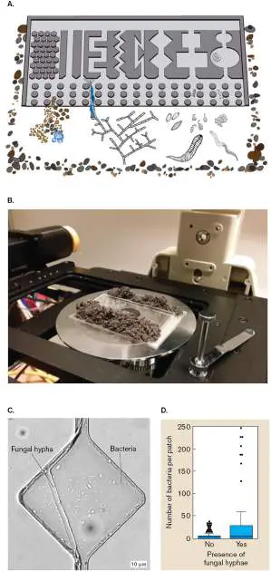 Figure from Chapter 21, Microbiology: An Evolving Science 6e