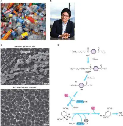 Figure from Chapter 21, Microbiology: An Evolving Science 6e