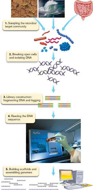 Figure from Chapter 21, Microbiology: An Evolving Science 6e