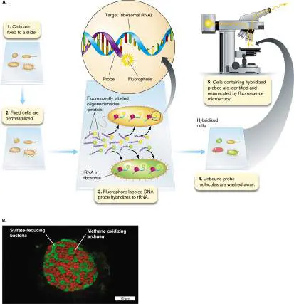 Figure from Chapter 21, Microbiology: An Evolving Science 6e