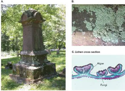Figure from Chapter 21, Microbiology: An Evolving Science 6e