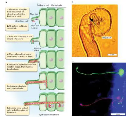 Figure from Chapter 21, Microbiology: An Evolving Science 6e