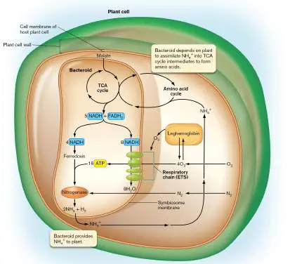 Figure from Chapter 21, Microbiology: An Evolving Science 6e
