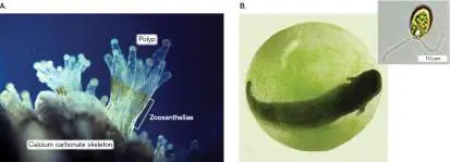 Figure from Chapter 21, Microbiology: An Evolving Science 6e