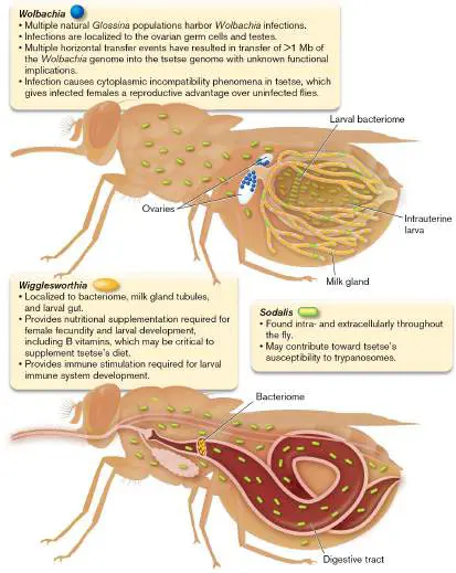 Figure from Chapter 21, Microbiology: An Evolving Science 6e