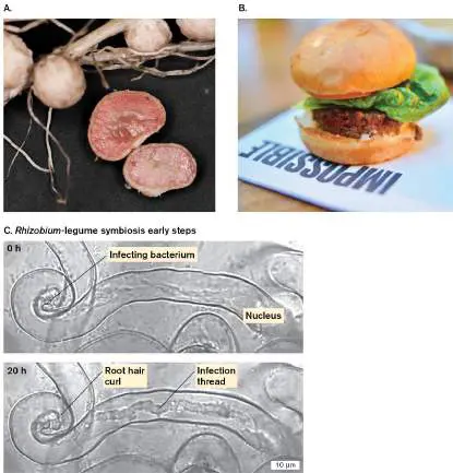 Figure from Chapter 21, Microbiology: An Evolving Science 6e