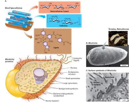Figure from Chapter 21, Microbiology: An Evolving Science 6e